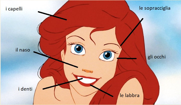 意大利語(yǔ)詞匯-人體各部位意語(yǔ)表達(dá)